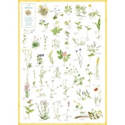 Svenska blommor affisch